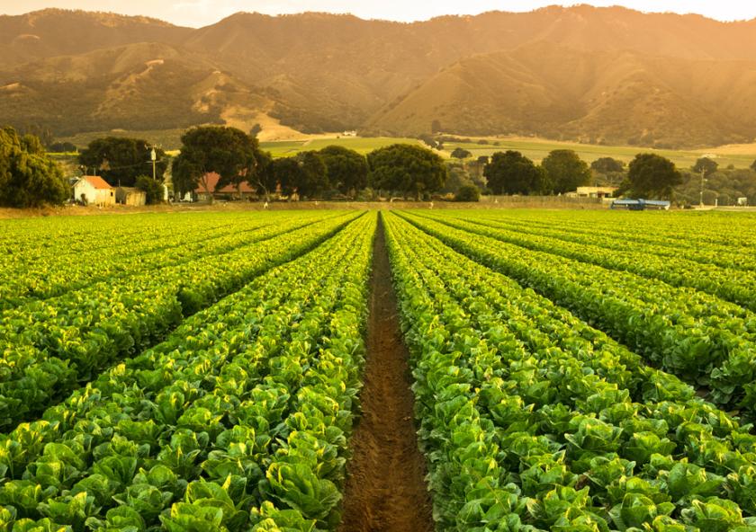 
              This year's Rabobank-MIT Food and Agribusiness Innovation Prize featured innovations to improve sustainability in our food system. 
          