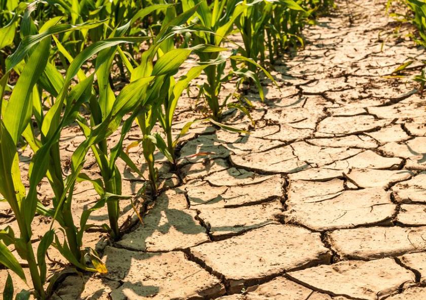 MIT scientists have found that climate change will likely worsen drought conditions in parts of Africa, dramatically reshaping the production of maize throughout sub-Saharan Africa as global temperatures rise over the next century. 
