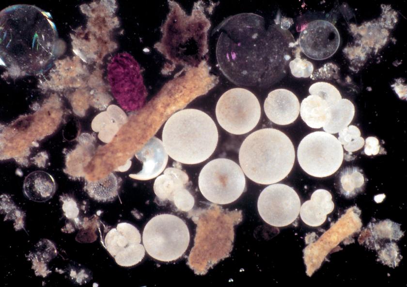
              One of the first photographs of a sediment trap sample shows pellets, aggregates, and shells that make up sinking “marine snow.”
              Credit: © Woods Hole Oceanographic Institution
      