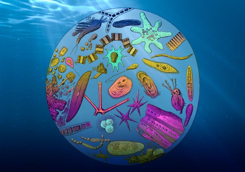 MIT climate scientists have found that the ocean’s export efficiency, or the fraction of total plankton growth that is sinking to its depths, is decreasing, due mainly to rising global temperatures.Image: MIT News