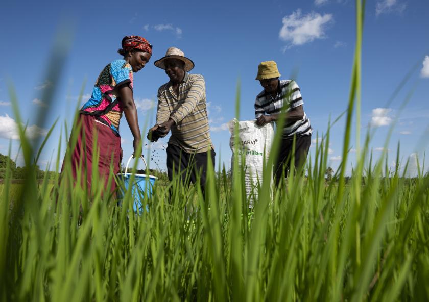 
              MIT spinout Safi Organics uses crop residue to make organic fertilizer to help rural farmers in Kenya improve the yield of their farmlands.
              Courtesy of Safi Organics
      