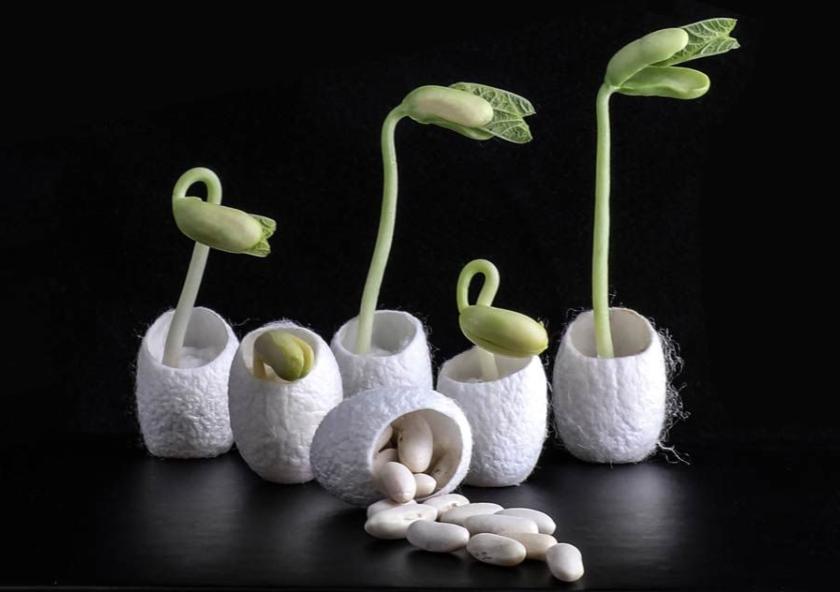 Researchers have used silk derived from ordinary silkworm cocoons, like those seen here, mixed with bacteria and nutrients, to make a coating for seeds that can help them germinate and grow even in salty soil.Image courtesy of the researchers Researchers have used silk derived from ordinary silkworm cocoons, like those seen here, mixed with bacteria and nutrients, to make a coating for seeds that can help them germinate and grow even in salty soil.Image courtesy of the researchers
