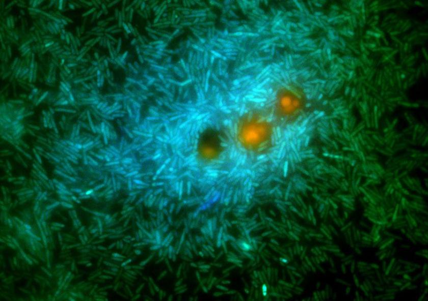 A glimpse into the microscale world in the ocean: marine bacteria (green and cyan) feed on nutrients exuding from a genetically modified phytoplankton (orange). These bacteria release a substance called DMS that contributes to cloud formation.Image...