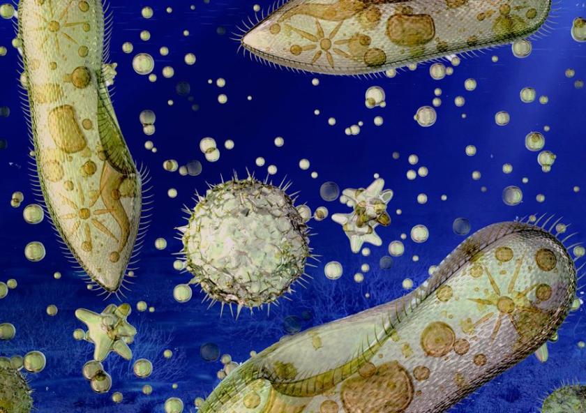 MIT oceanographers have found that some small marine organisms — mostly bacteria — have a surprisingly low limit to the amount of oxygen they need to breathe.Image: MIT News