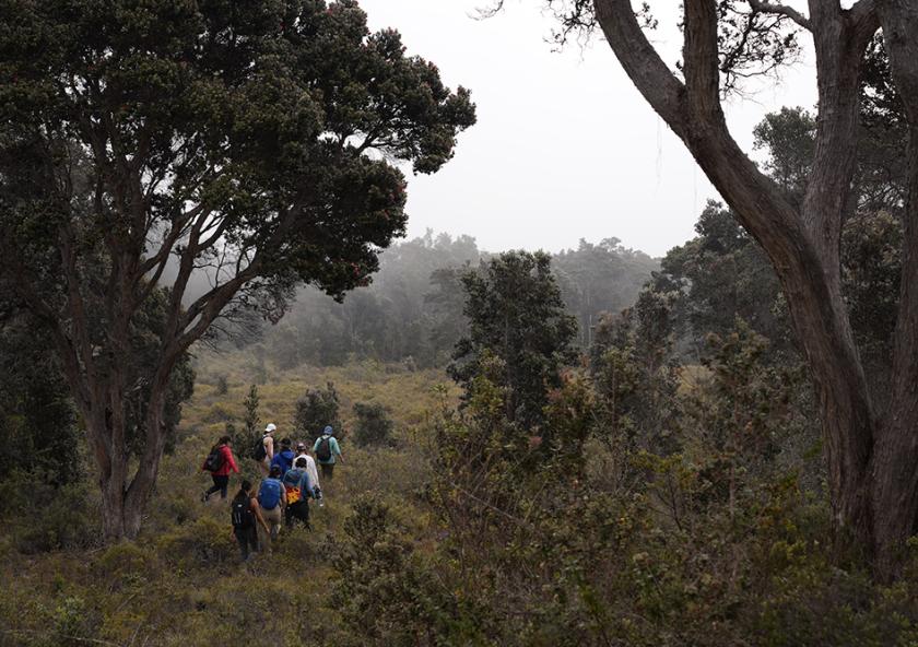 
              Students hike up Mauna Loa Forest to observe climate change’s impact on native Hawaiian plants.
              Photo: David Des Marais
      