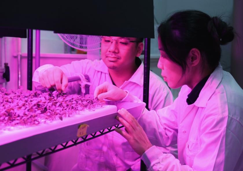 DiSTAP researchers developed sensors for rapid iron detection and monitoring in plants, enabling precision agriculture and sustainable crop management. DiSTAP researchers developed sensors for rapid iron detection and monitoring in plants, enabling precision agriculture and sustainable crop management.