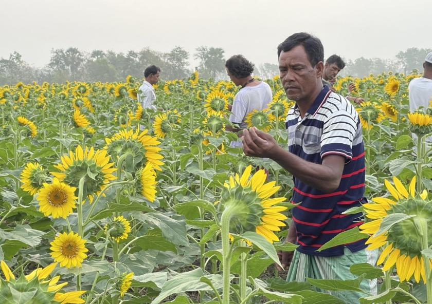
              International nonprofit BRAC is working with farmers to pilot salinity-resilient sunflower seeds for oil production in southwestern Bangladesh, in fields that have been fallow during one of the growing seasons due to salinit...