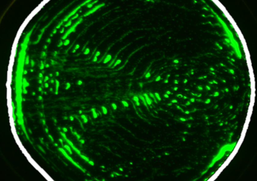 Patterns of suspended 1-micrometer polystyrene particles in channel shapes are given by a new AI platform (interior boundary highlighted in white). An applied surface acoustic wave propagates from left to right. 