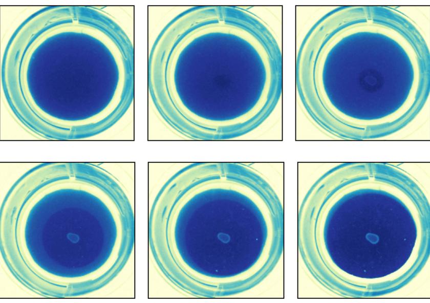 
              These images show a fast-propagating clear-zone; each image is taken eight hours apart.
              Image: Olsen Research Group
      