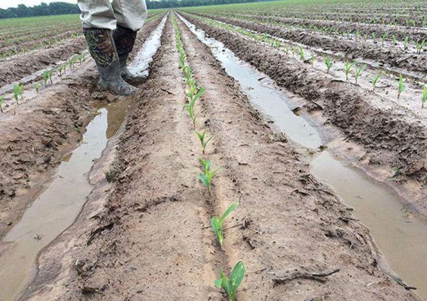 Water stands between the raised beds of corn verification plot.