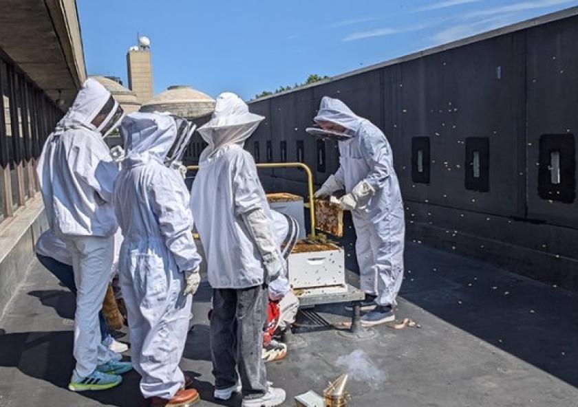 The MIT Beekeepers Club members check on the hive once a week.
Photo courtesy of the Beekeepers Club.
The MIT Beekeepers Club members check on the hive once a week.
Photo courtesy of the Beekeepers Club.