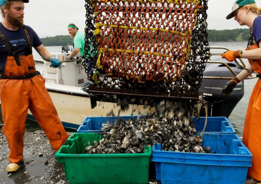 Oyster farmers work from a floating barge in the Damariscotta River Estuary in Maine, where they harvest and sort grown oysters.