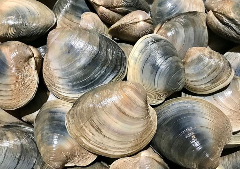 The new “Seashell” platform developed by MIT Sea Grant researchers serves as an efficient, shared way to track and communicate shellfishing area status.