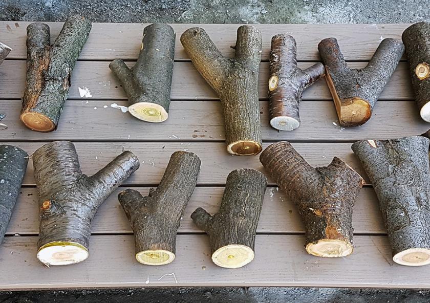 MIT researchers aim to support the circular economy of materials by “upcycling” discarded tree forks and other waste materials.
Photo: Felix Amtsberg
MIT researchers aim to support the circular economy of materials by “upcycling” discarded tree forks and other waste materials.
Photo: Felix Amtsberg