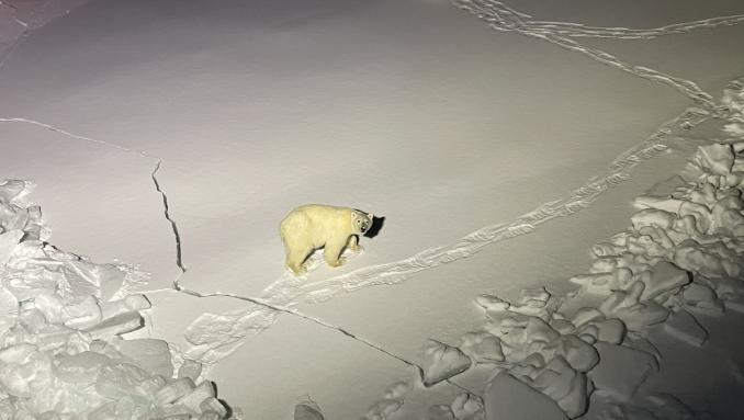 polar bear at night standing on snow 