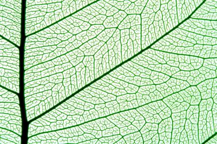 Leaf Leaf