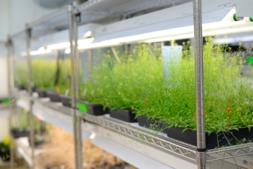 
              “If we want to ensure an abundant supply of nutritious food for the world, we need to develop fundamental mechanisms for bioengineering a wide variety of crop plants that will be both hearty and nutritious in the face of ou...