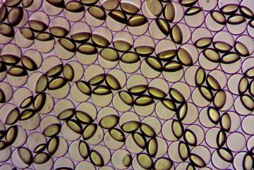 Janus emulsion droplets are captured in the process of changing form in response to the presence of contamination by a food pathogen in a lab setting. The emulsions can be viewed by the naked eye and, with the aid of a handheld sensor currently i...