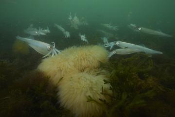 A spawning aggregation of longfin squid approaches a mop of eggs. 