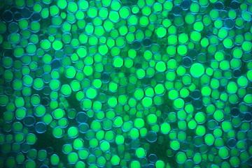The ability to ferment low-cost feedstocks under nonsterile conditions may enable new classes of biochemicals and biofuels, such as microbial oil produced by the yeast Yarrowia lipolytica (shown here, oil in lipid bodies is stained green and cell...