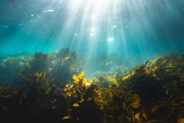 No single microbe can break down fucoidan, a tough carbohydrate molecule produced by ocean algae. A team of researchers shows that communities of marine bacteria divide the work instead, offering new insight into how the ocean stores carbon over long periods of time.