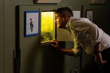 Plants are central to his lab, but David Des Marais sees them as a window into all living things. “Understanding why life is so diverse is fascinating to me,” Des Marais says.