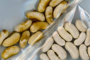 
              MIT researchers have devised a way to protect seeds from the stress of water shortage during their crucial germination phase, and even provide the plants with extra nutrition. 
              Image: Felice Frankel
      