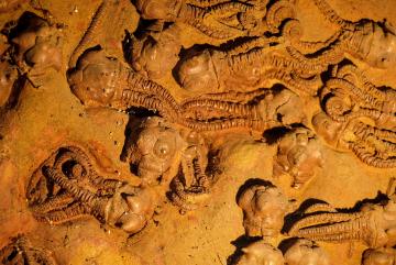 Crinoid fossils from the Permian Period. A new model suggests that the end-Permian and other mass extinctions on Earth may occur when environmental change outpaces the ability of species to adapt.