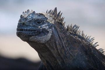 MIT Professor Otto Cordero is researching whether microbiome engineering could make the threatened Galapagos marine iguana more resilient to climate change.
