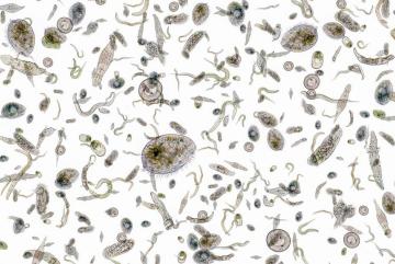 Iron is an essential nutrient for phytoplankton growth, but a new study finds that artificially pumping vast amounts of iron into the oceans won’t bump up the microbes’ populations, or their capacity to sequester carbon dioxide.