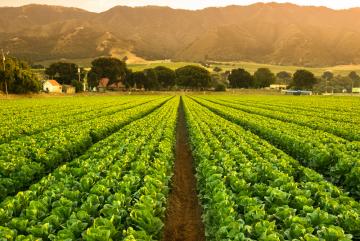 
              This year's Rabobank-MIT Food and Agribusiness Innovation Prize featured innovations to improve sustainability in our food system. 
          