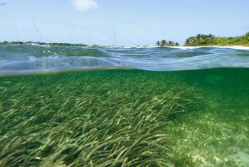 One key factor in determining where microparticles are likely to build up has to do with the presence of biofilms — thin, sticky biopolymer layers shed by microorganisms, which can accumulate on surfaces, including sandy riverbeds or seashores.