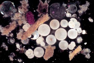 
              One of the first photographs of a sediment trap sample shows pellets, aggregates, and shells that make up sinking “marine snow.”
              Credit: © Woods Hole Oceanographic Institution
      