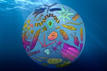 MIT climate scientists have found that the ocean’s export efficiency, or the fraction of total plankton growth that is sinking to its depths, is decreasing, due mainly to rising global temperatures.Image: MIT News
