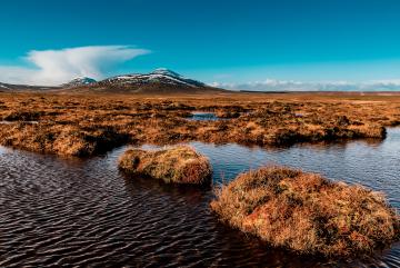 
              Researchers from MIT and Singapore have developed a mathematical analysis of how peat formations build and develop.
              Photo: iStock
      