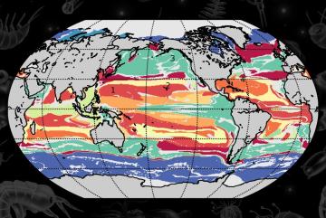 A machine-learning technique developed at MIT combs through global ocean data to find commonalities between marine locations, based on interactions between phytoplankton species. Using this approach, researchers have determined that the ocean can b...