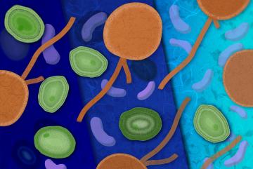 
              Where the microbe Prochlorococcus, pictured in green, lives is not determined primarily by temperature, as previously thought. An MIT study finds that a relationship with bacteria, purple, and a shared predator, orange, actually set...