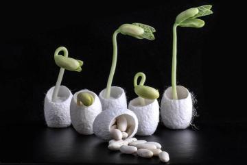 Researchers have used silk derived from ordinary silkworm cocoons, like those seen here, mixed with bacteria and nutrients, to make a coating for seeds that can help them germinate and grow even in salty soil.Image courtesy of the researchers