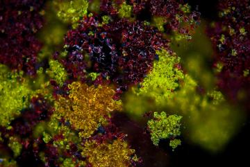 
              Pictured are rare earth oxides of neodymium, praseodymium, and dysprosium – all critical components for magnets – that have been processed with sulfidation technology.  The violet regions are neodymium-rich sulfide, the gree...
