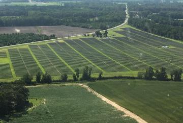 A solar farm in North Carolina using the same type of solar panels Summit Farms will use.Image: Joe Higgins