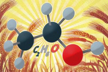 
              MIT researchers have found a way to achieve high yields of ethanol with different types of cellulosic feedstocks, including switchgrass, wheat straw, and corn stover.
              Image: MIT News, with images from iStockphoto.
      