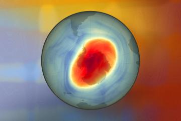 
              An MIT study finds that smoke particles in the stratosphere can trigger chemical reactions that erode the ozone layer — and that smoke particles from Australian wildfires widened the ozone hole by 10 percent in 2020. This map show...