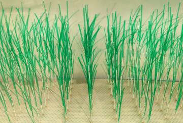 
              A new MIT study provides greater detail about how thes protective benefits of marsh plants work under real-world conditions shaped by waves and currents. The simulated plants used in lab experiments were designed based on Spartin...