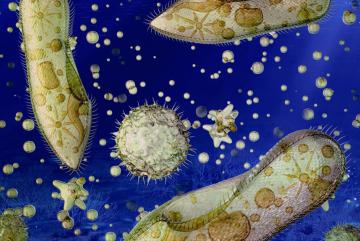 MIT oceanographers have found that some small marine organisms — mostly bacteria — have a surprisingly low limit to the amount of oxygen they need to breathe.Image: MIT News