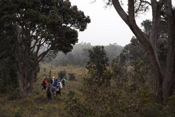 
              Students hike up Mauna Loa Forest to observe climate change’s impact on native Hawaiian plants.
              Photo: David Des Marais
      