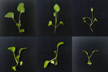 
              Researchers from SMART built a tabletop Raman spectroscopy instrument that allows measurement of carotenoid levels in plants, which can indicate whether a plant has shade avoidance syndrome.
              Image courtesy of th...