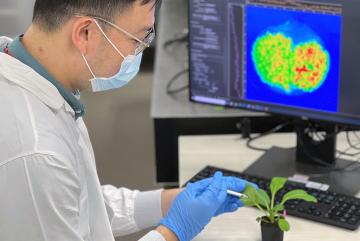 
              The continued study of gibberellins could lead to further breakthroughs in agricultural science and have implications for food security.
              Photo courtesy of SMART.
      