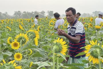 
              International nonprofit BRAC is working with farmers to pilot salinity-resilient sunflower seeds for oil production in southwestern Bangladesh, in fields that have been fallow during one of the growing seasons due to salinit...