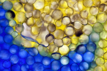 A bubble of carbon dioxide (CO2) gas is trapped by capillary forces in a bed of glass beads saturated with water; as the CO2 dissolves into the water, an aqueous pH indicator changes from blue to yellow. The MITEI Low-Carbon Energy Center for Carbo...