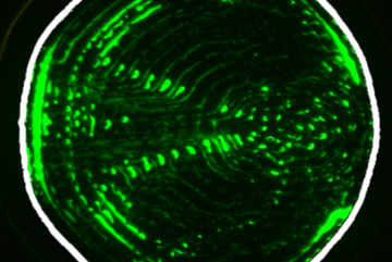Patterns of suspended 1-micrometer polystyrene particles in channel shapes are given by a new AI platform (interior boundary highlighted in white). An applied surface acoustic wave propagates from left to right. 